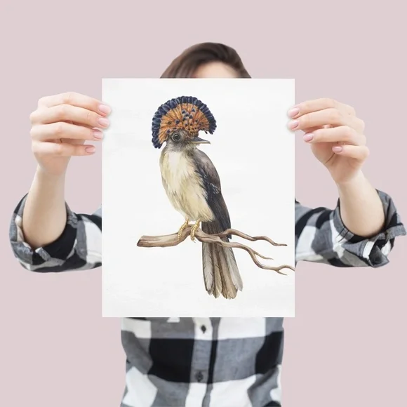 Flycatcher Bird Wall Art Watercolor Illustration Print Poster Card Unframed - Picture 5 of 7